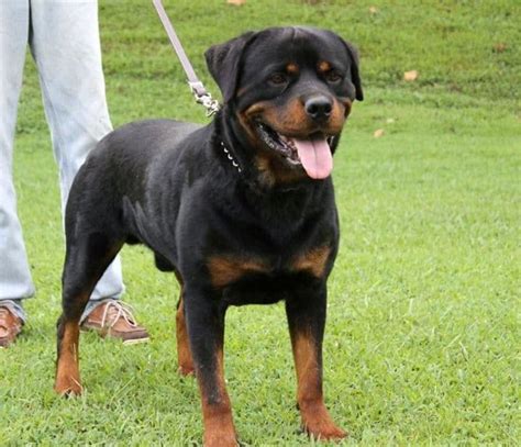 rottweiler breeders in kentucky